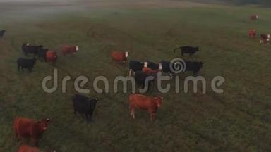 日落时在绿野上雾中的奶牛的鸟瞰图。